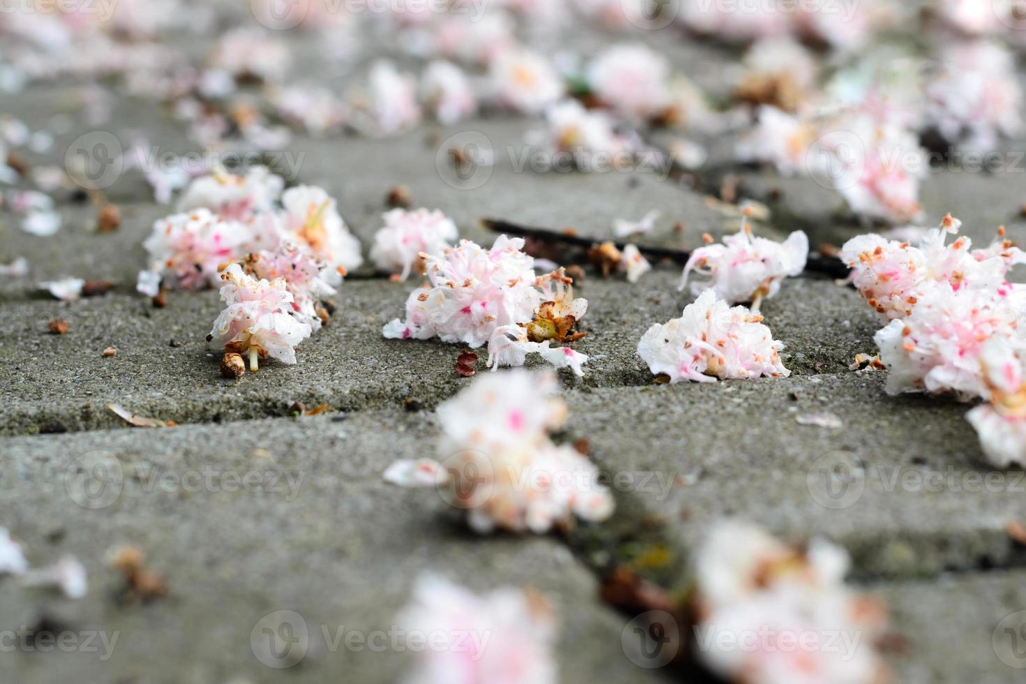 fleurs sur un trottoir photo