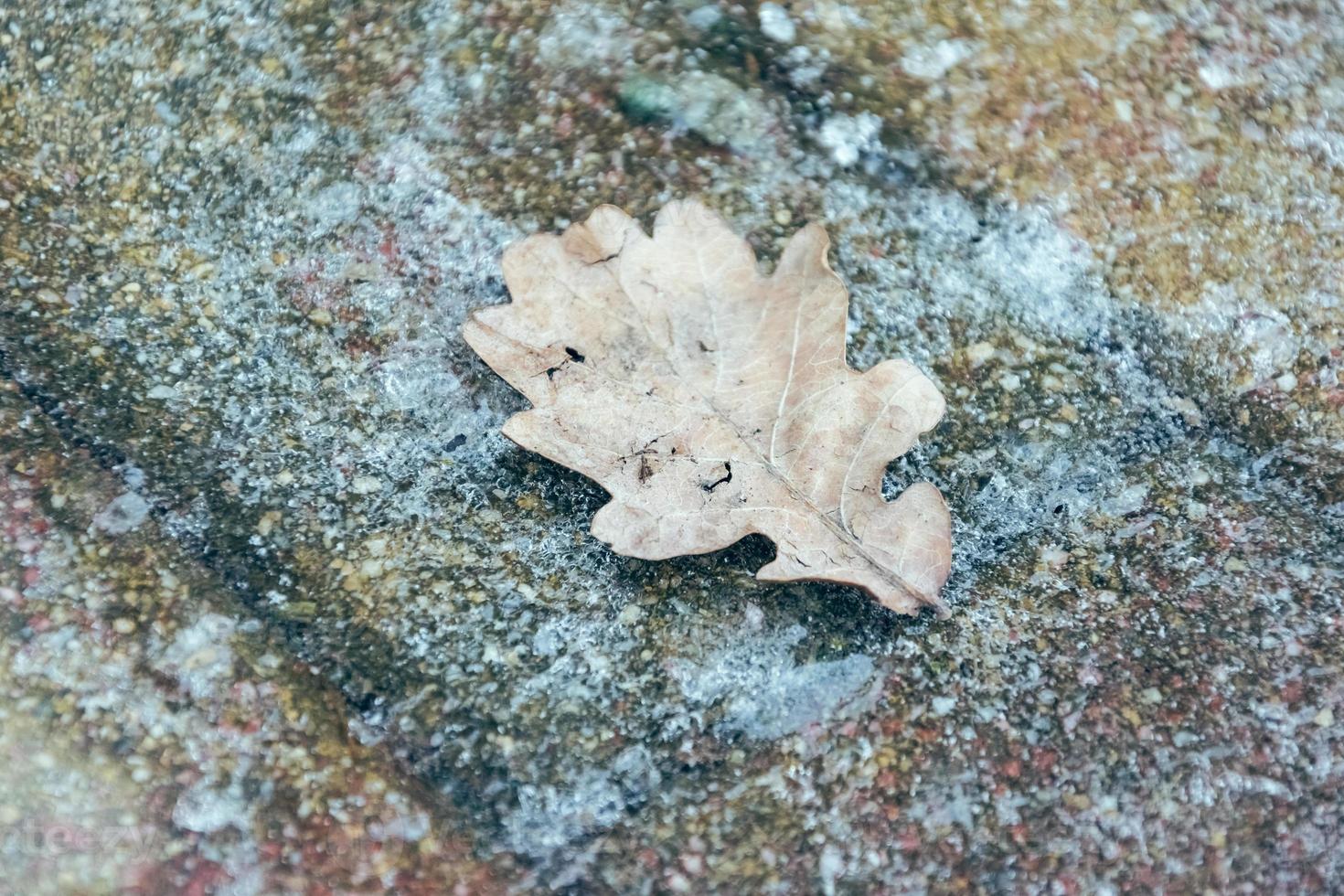 feuille de chêne gelée en hiver photo