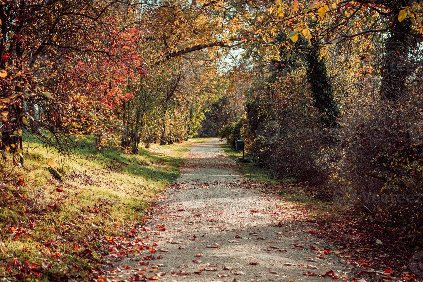 chemin dans le parc de la ville en automne photo