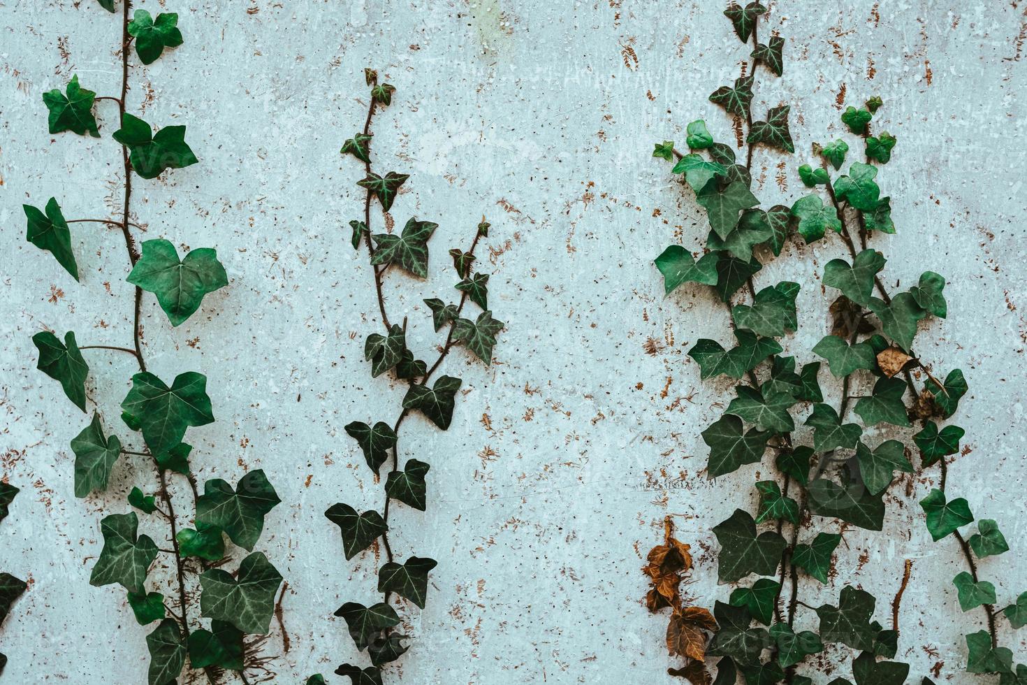 Plantes grimpantes vertes sur un mur de la maison photo