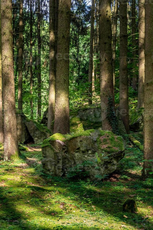 une forêt d'aiguilles avec des rochers photo