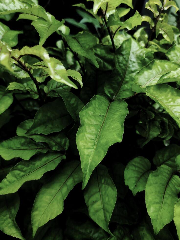 frais regardant le vert de la longue feuille au jardin photo