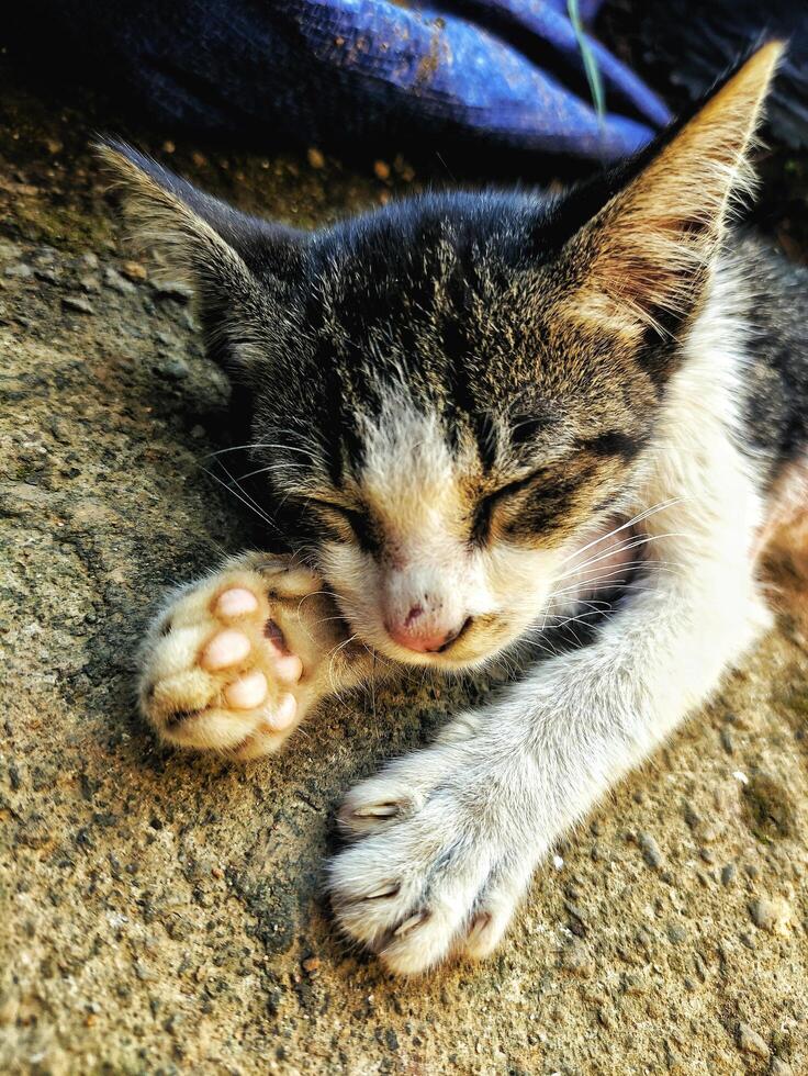 un chat noir et blanc dormant dans la rue les yeux fermés avec la jambe devant photo