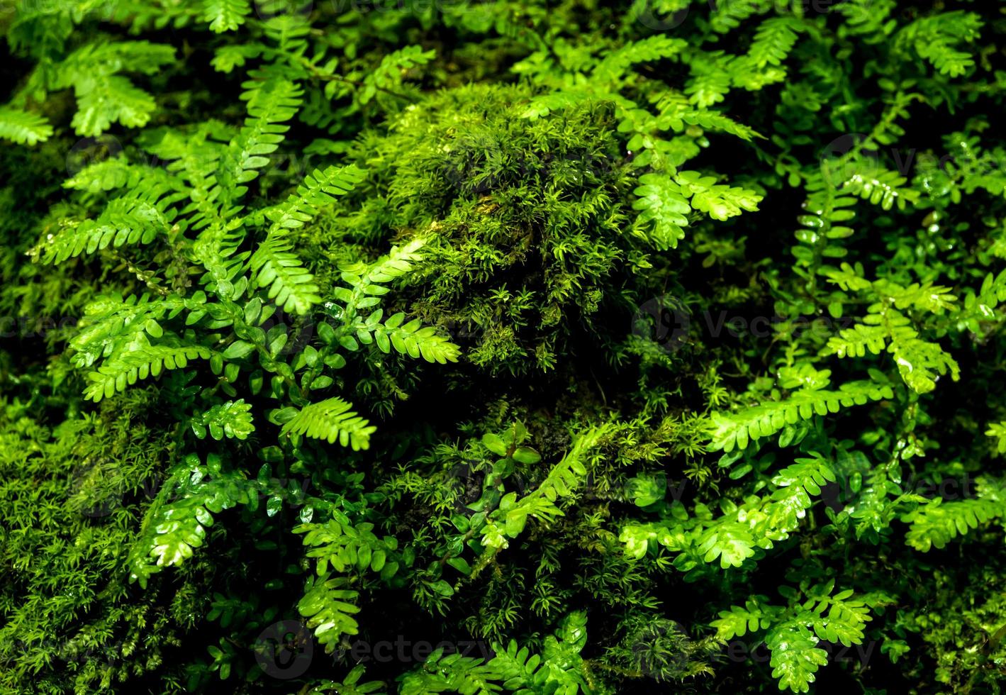 fraîcheur petites feuilles de fougère avec mousse et algues dans le jardin tropical photo