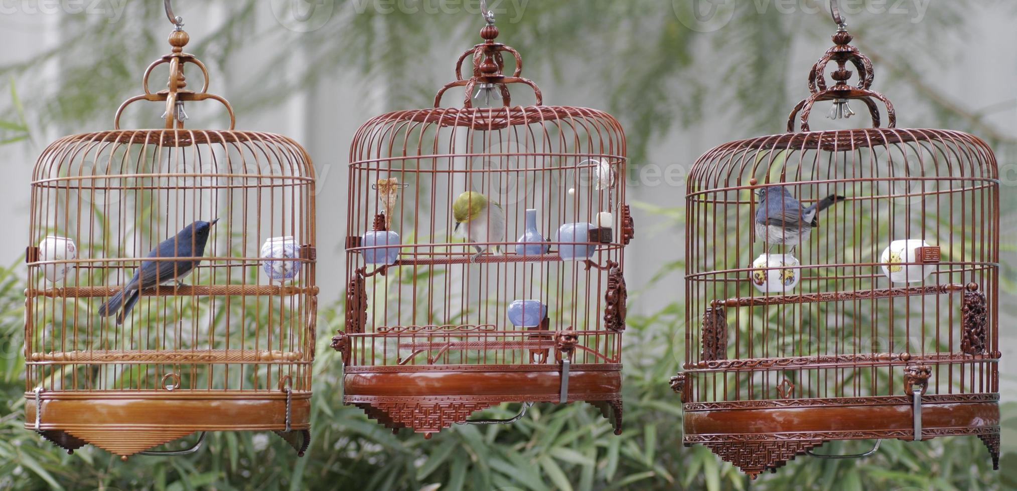 cages à oiseaux chinois photo