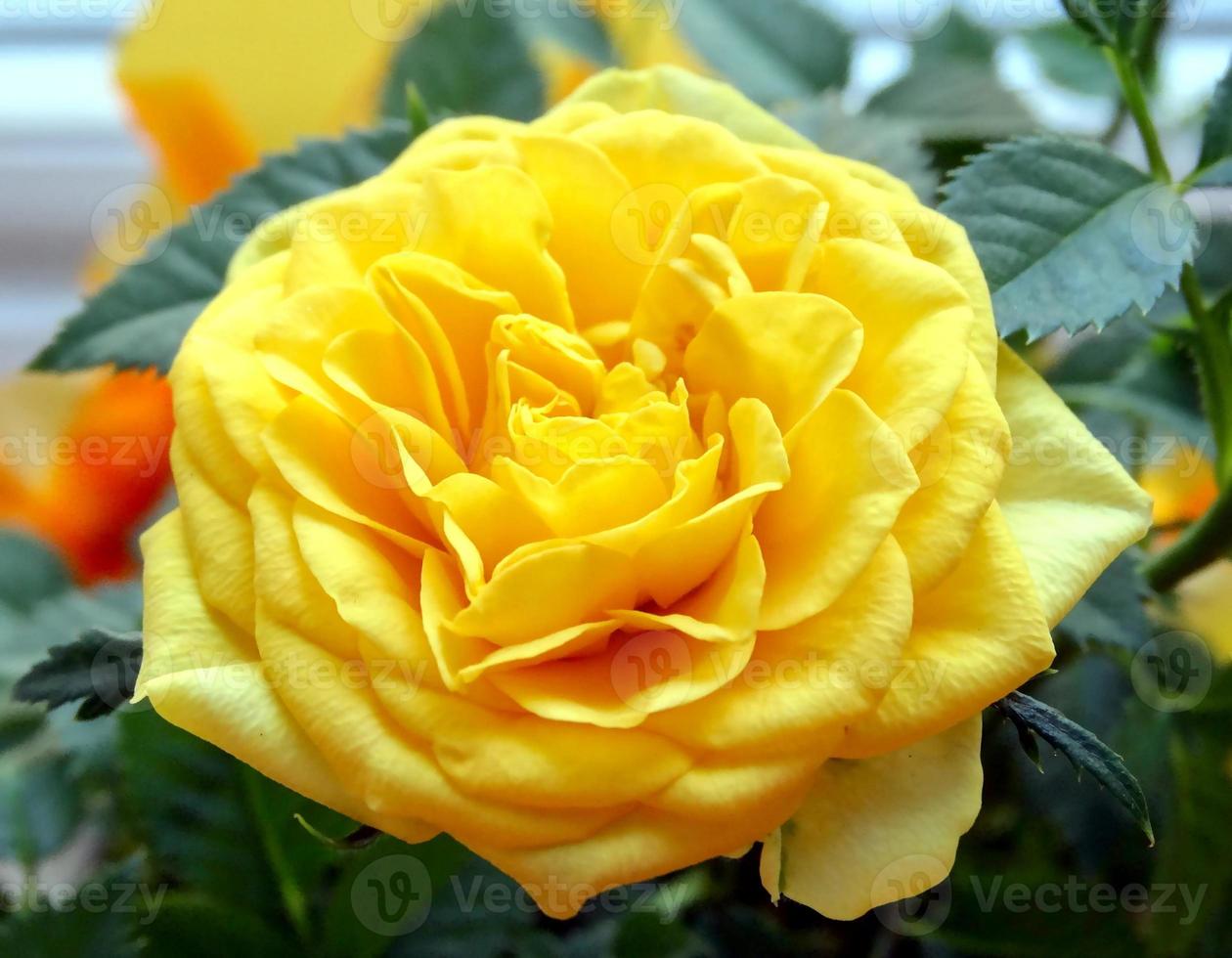 mini rose jaune photo