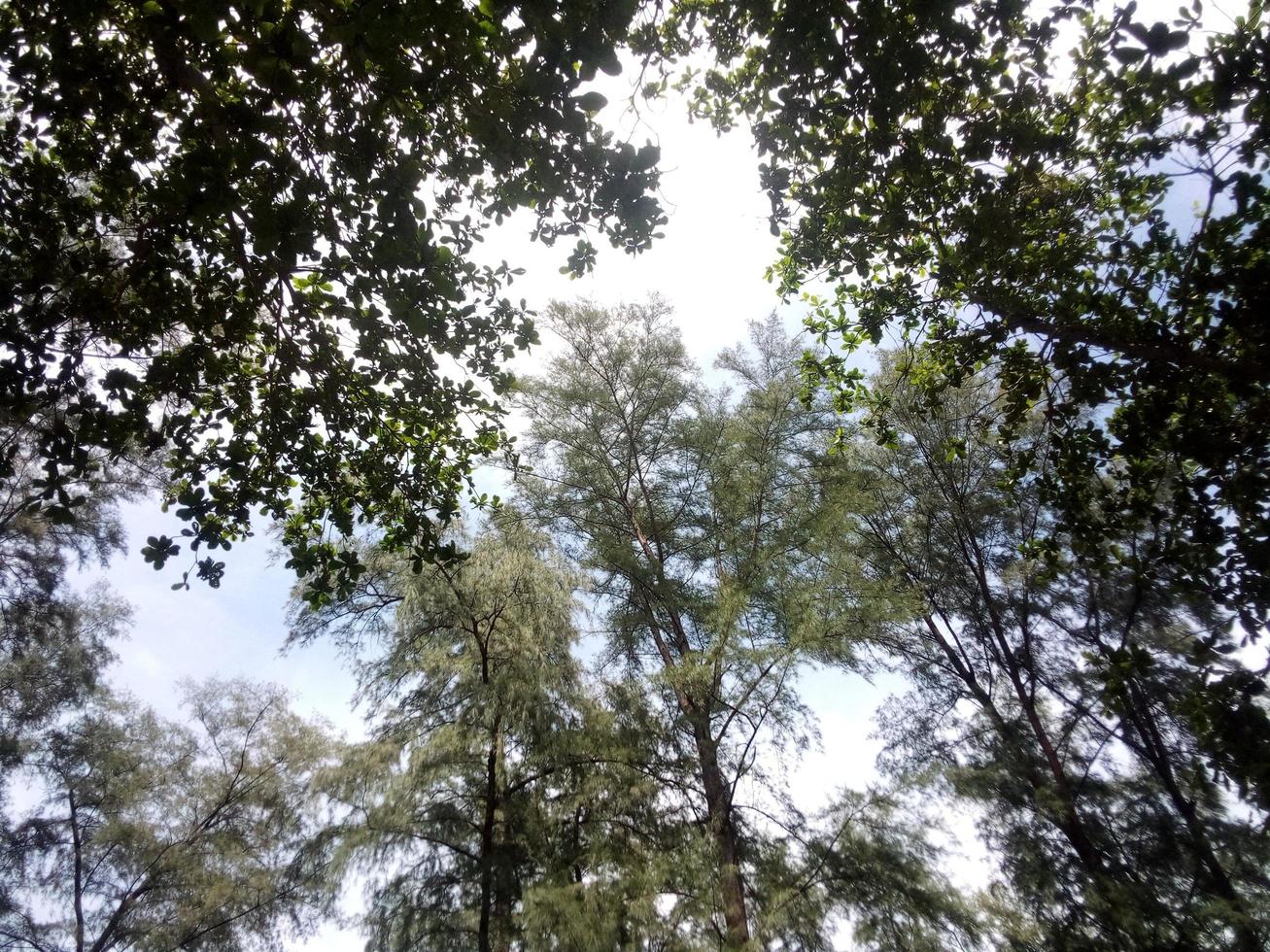 arbres dans la forêt avec un fond de ciel photo