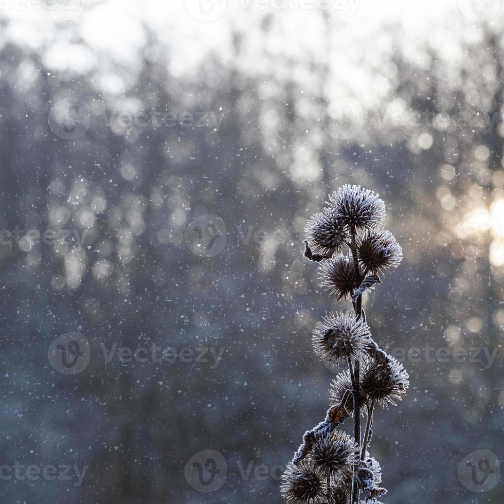 scène de neige avec plante photo
