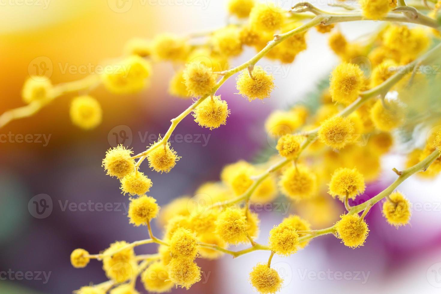 fleurs de mimosa photo