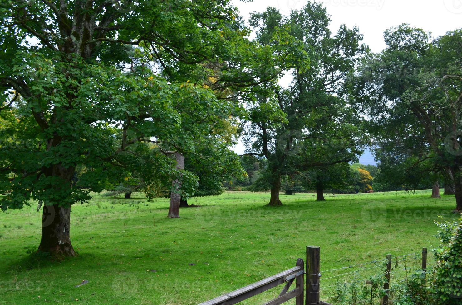 belle campagne d'écosse avec des champs verts photo