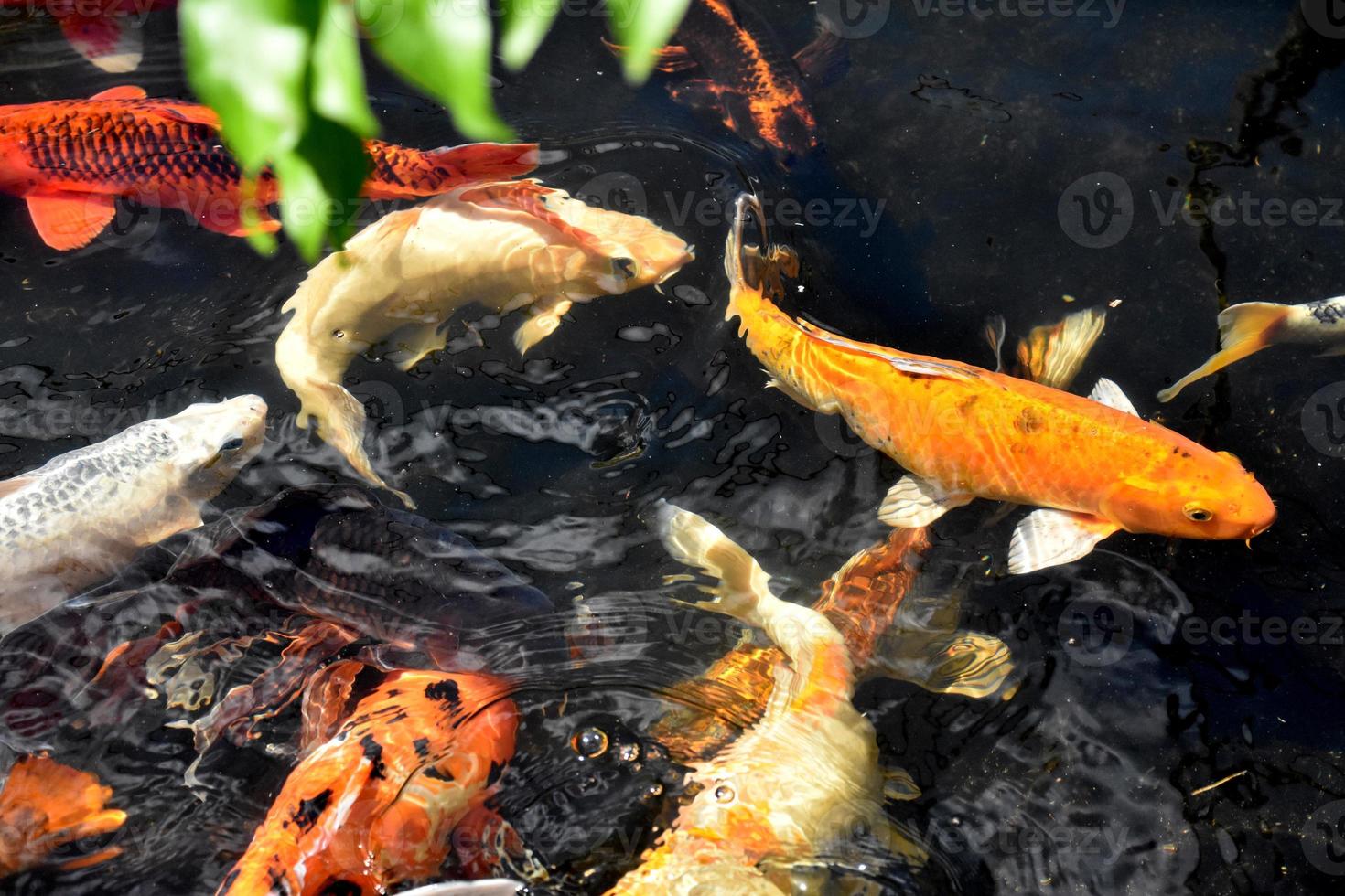 poissons koi lumineux colorés dans un étang photo