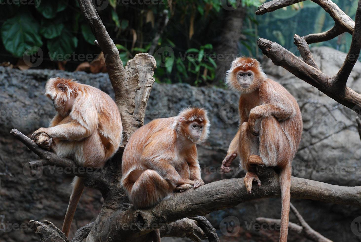 trio de singes javan lutung assis dans un arbre tombé photo