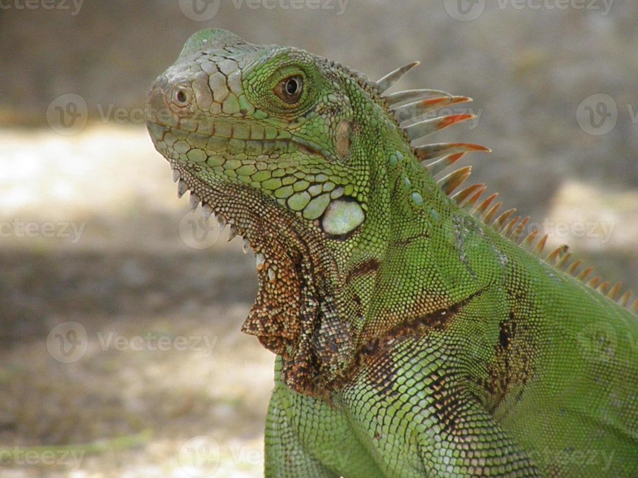 candide d'un iguane vert photo