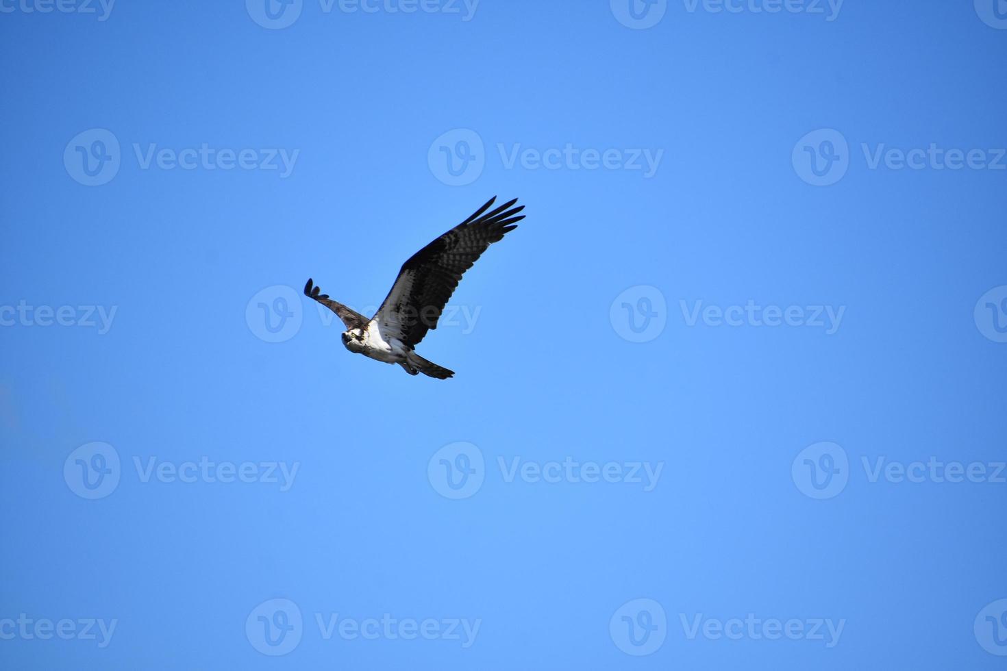 incroyable balbuzard pêcheur volant dans un ciel bleu photo