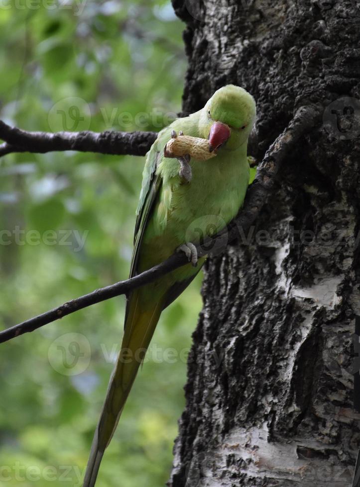 petit perroquet vert mangeant une cacahuète avec son bec photo