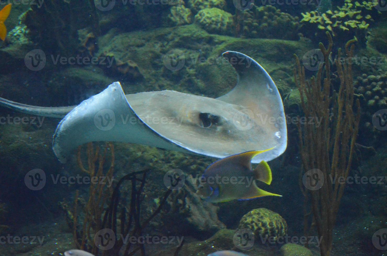 grande raie sous l'eau dans l'océan le long d'un récif photo