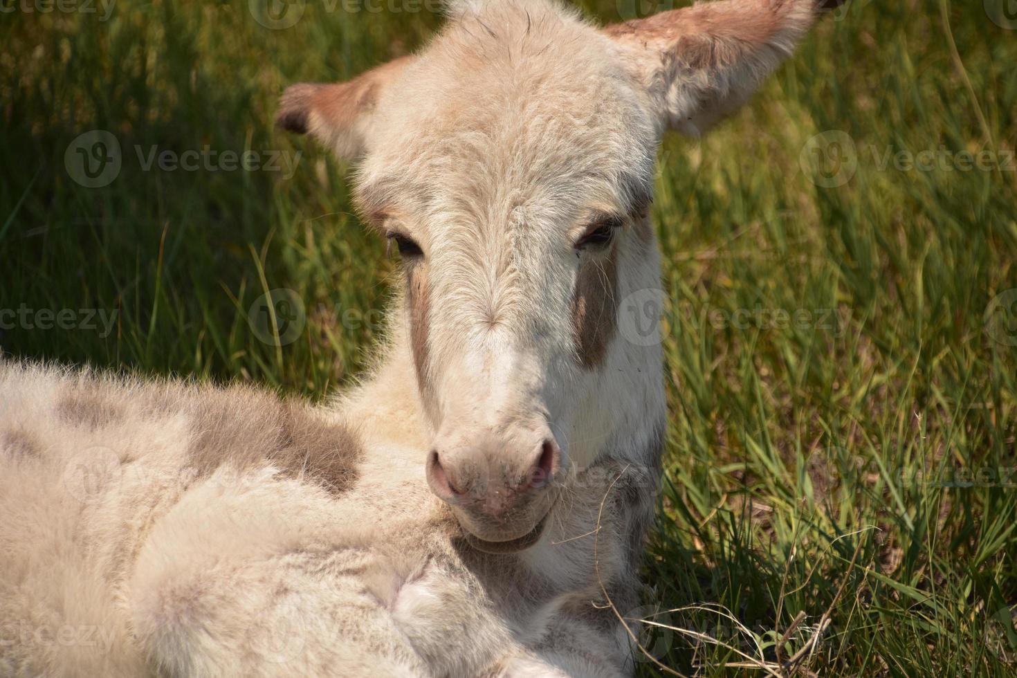 bébé burro blanc avec ses oreilles tirées vers l'arrière photo