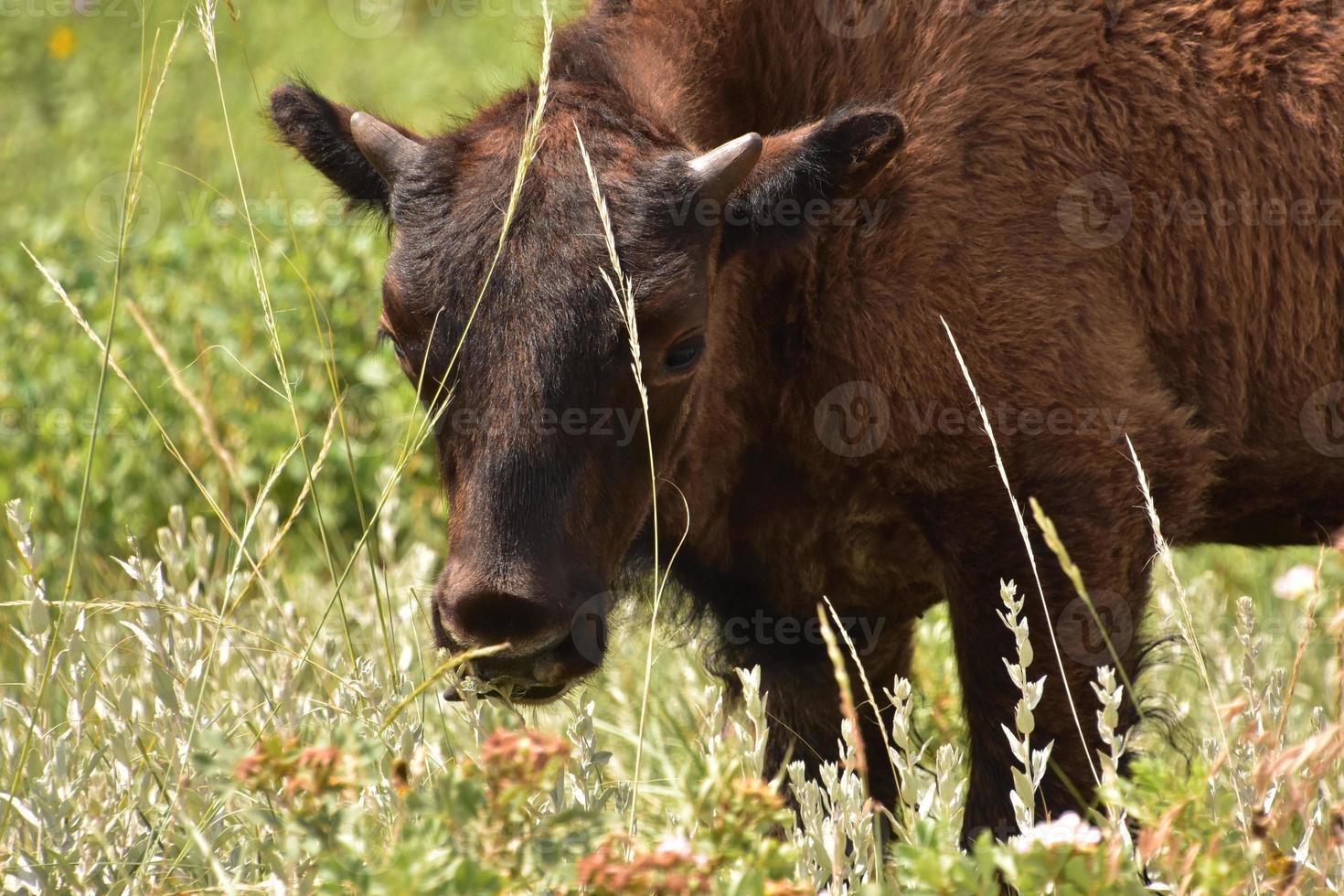 jeune bison regardant à travers des brins d'herbe photo