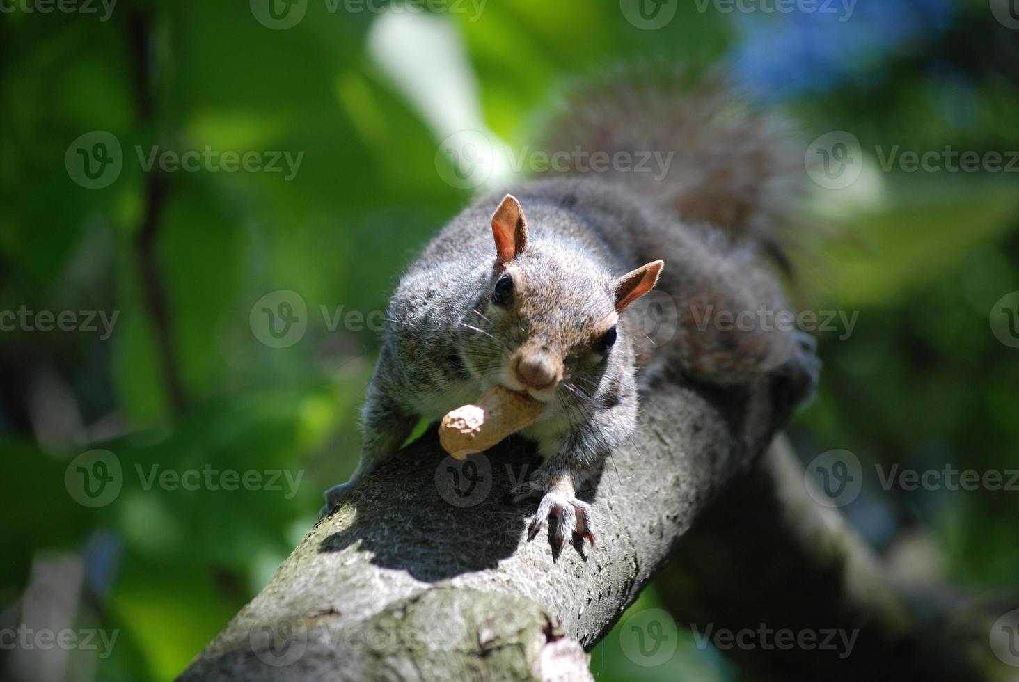 écureuil courant sur une branche d'arbre avec une cacahuète photo