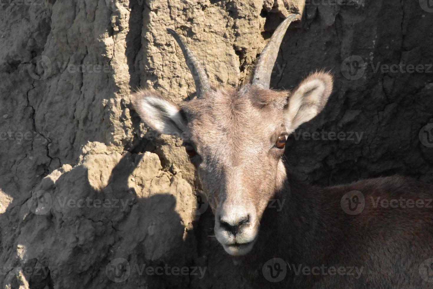 Les jeunes mouflons avec un pic hors d'une colline photo