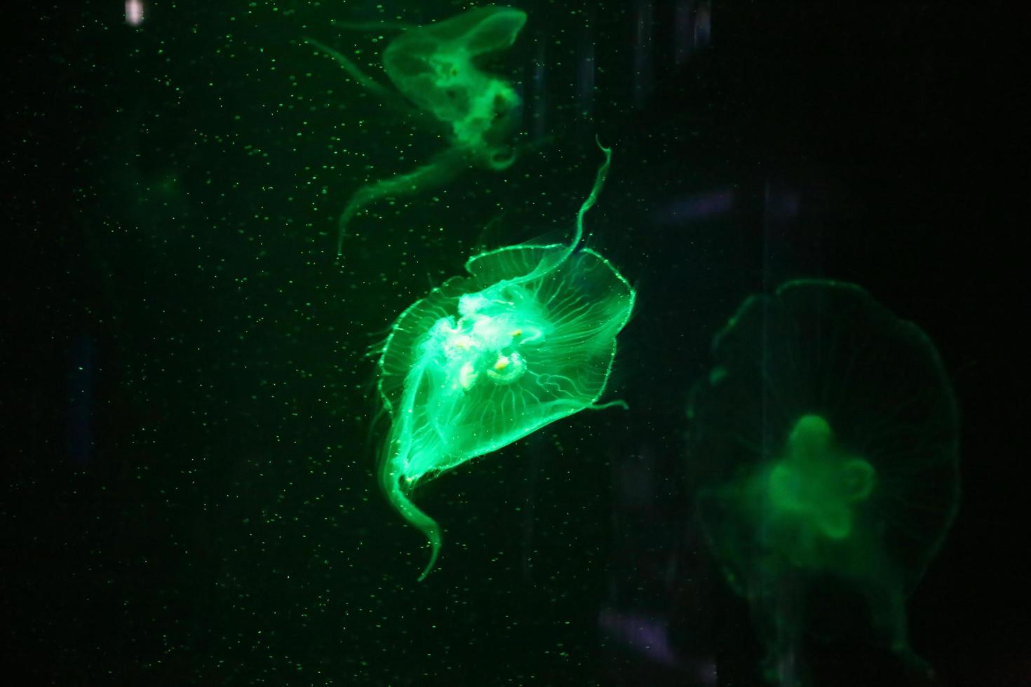 méduses dansant dans l'eau bleu foncé de l'océan. photo