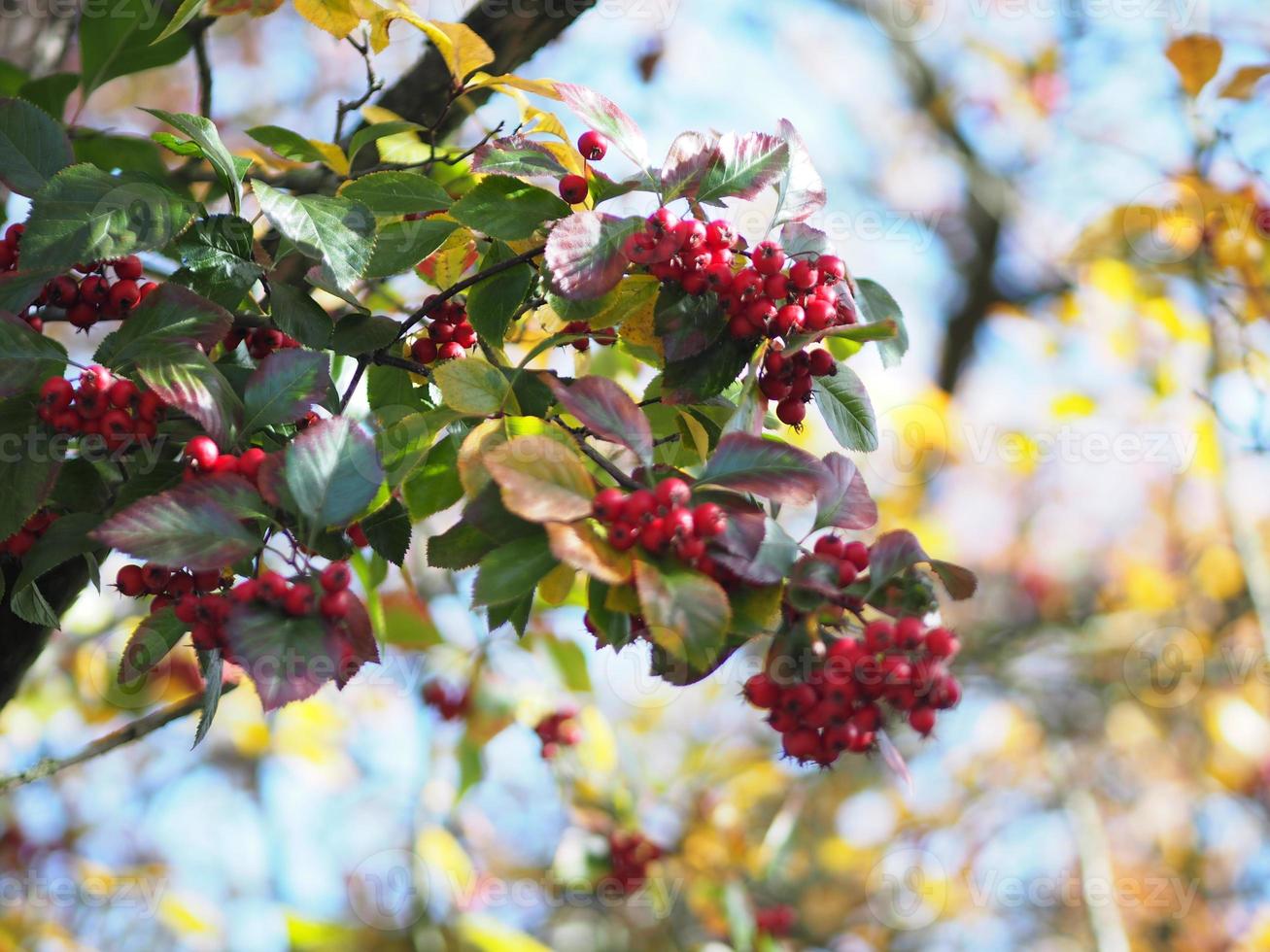 pomme de crabe sibérienne rouge fruit sur un jeune arbre en automne, baies sauvages, fond de nature malus baccata photo