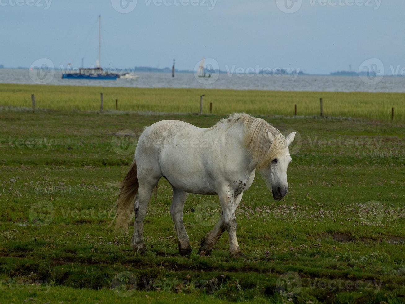 l'ile de juist photo