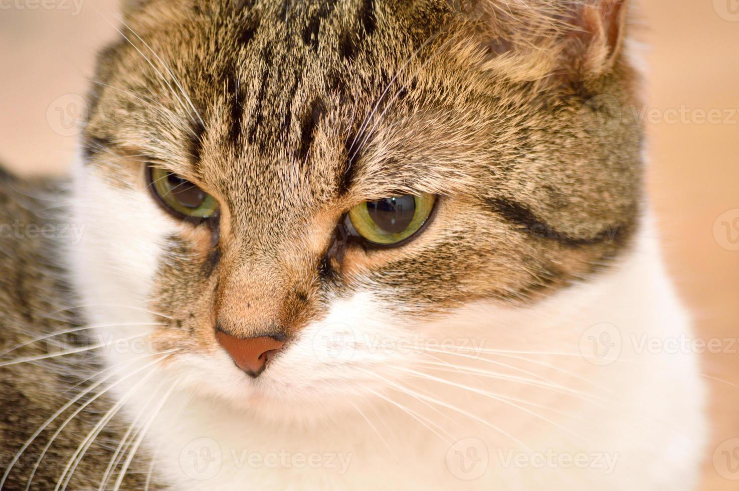 portrait de chat tigré photo