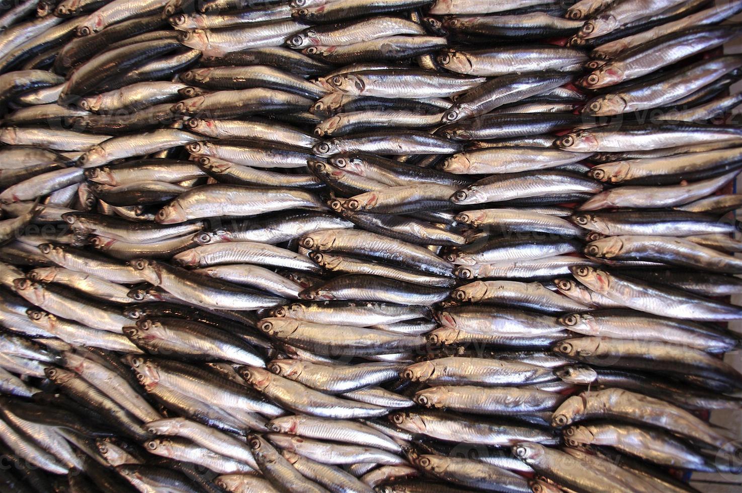 poisson anchois prêt à cuire photo