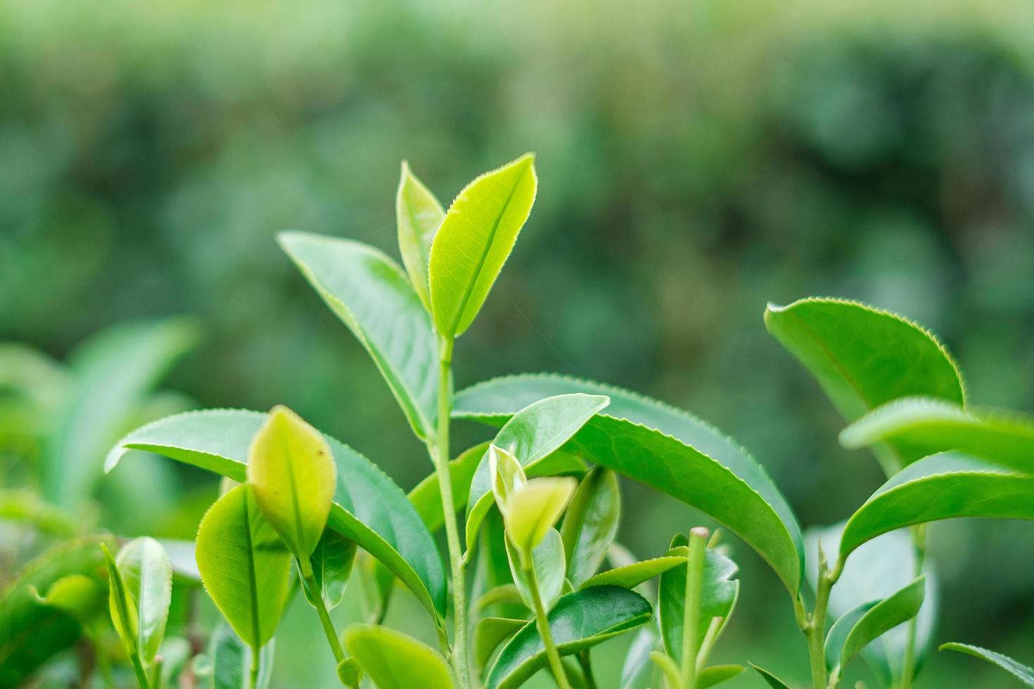 feuilles de thé sur une colline de jardin de thé le matin. agriculture et fond naturel photo