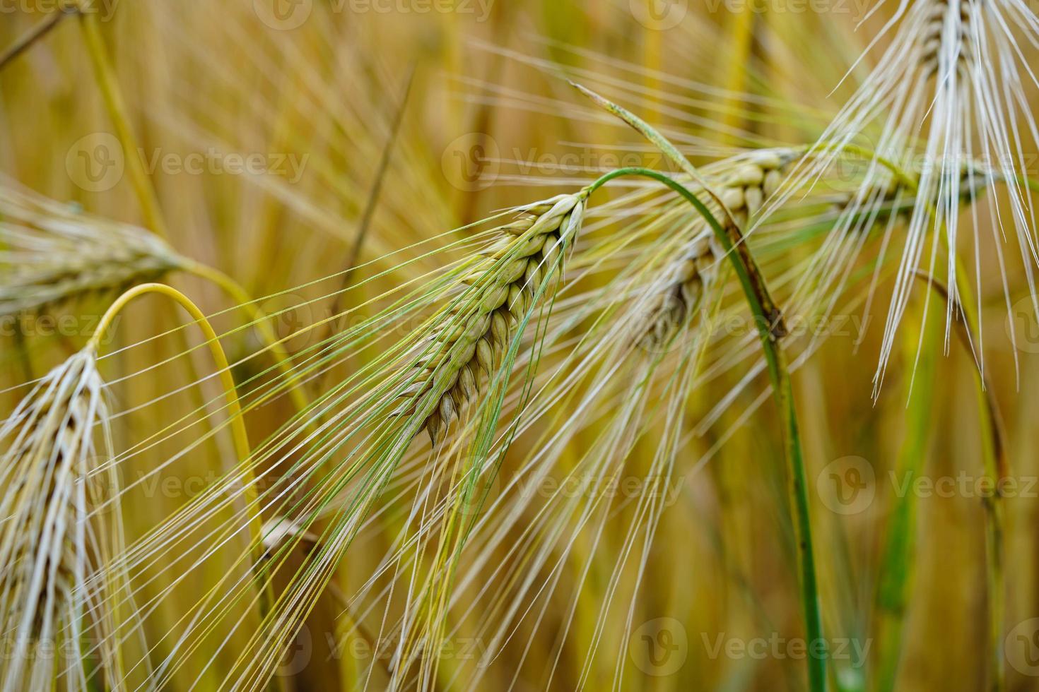 Grain mûr dans un champ de maïs près de Hambourg photo