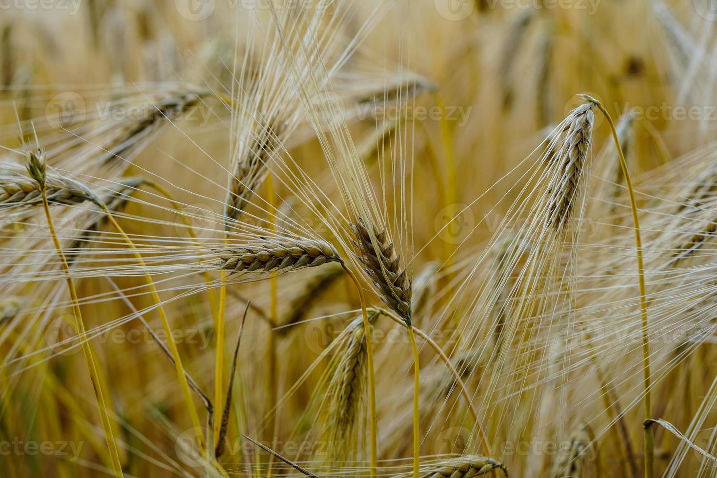 Grain mûr dans un champ de maïs près de Hambourg photo