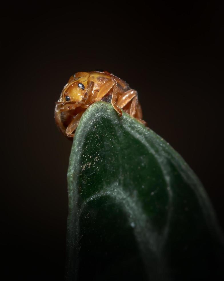 gros plan détaillé du visage de la coccinelle photo