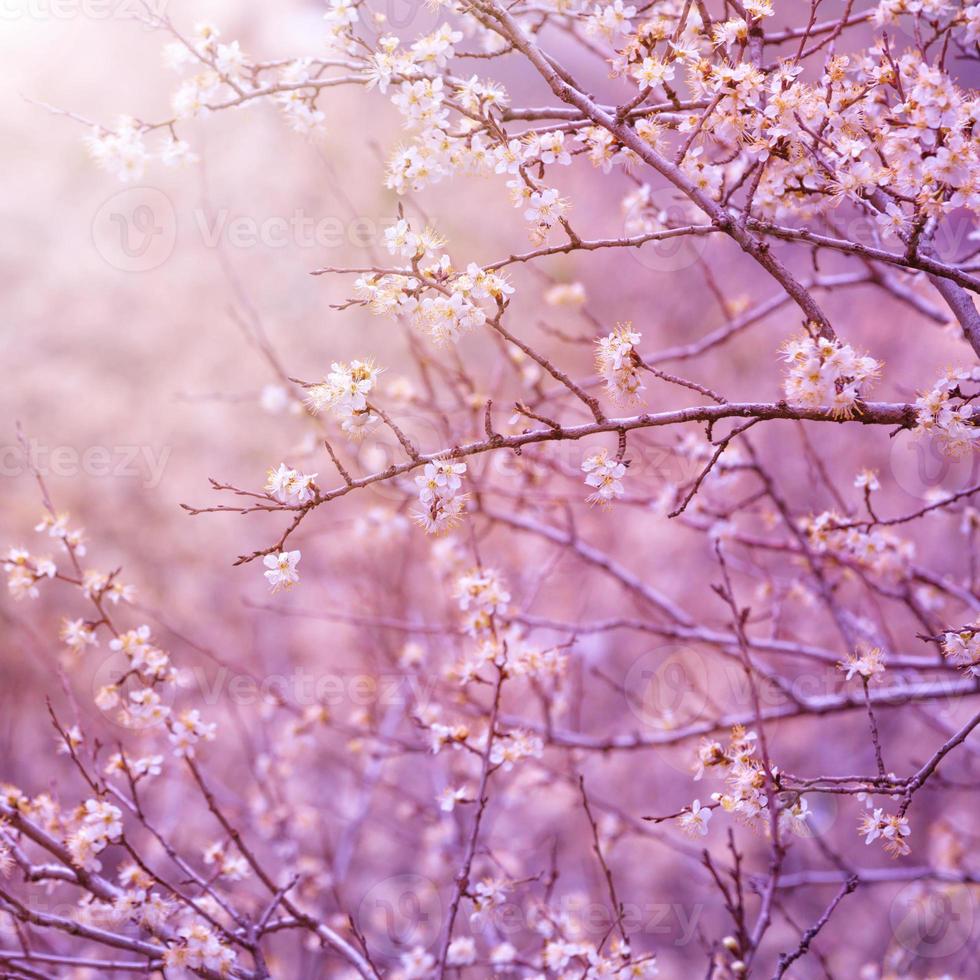 fleur de cerisier photo
