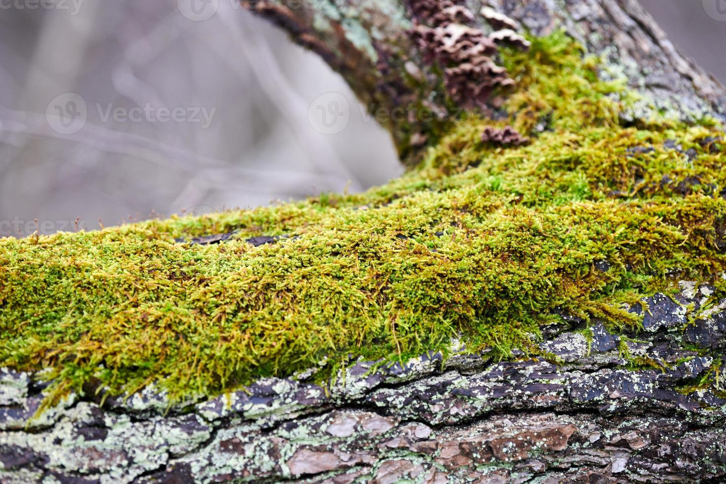 mousse verte brillante couvrant le tronc de l'arbre dans la forêt photo