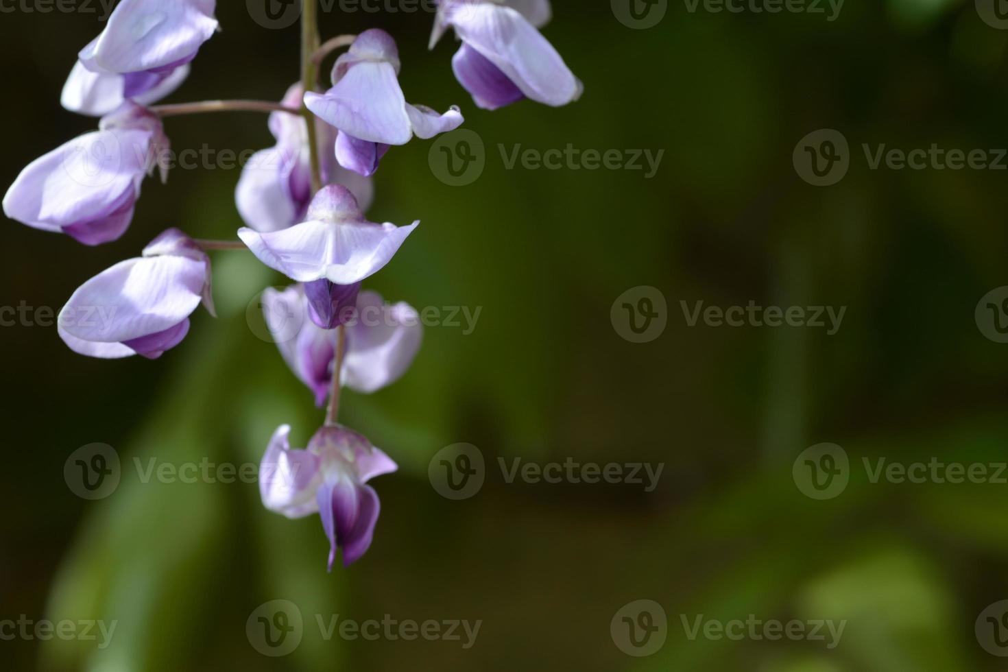 glycine violette photo