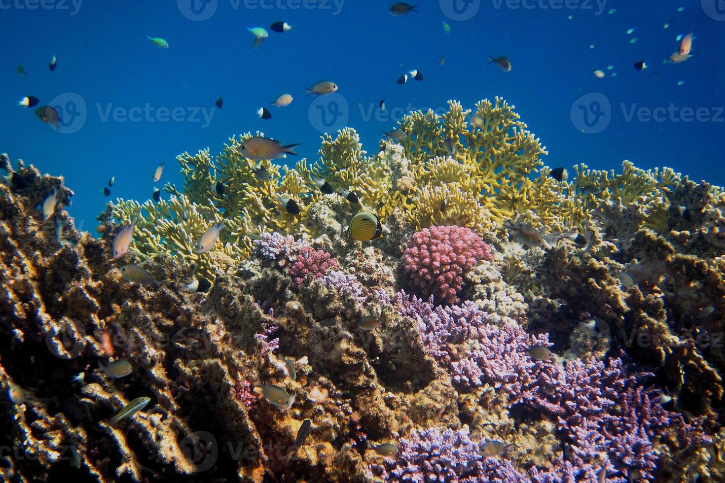 monde de corail coloré photo