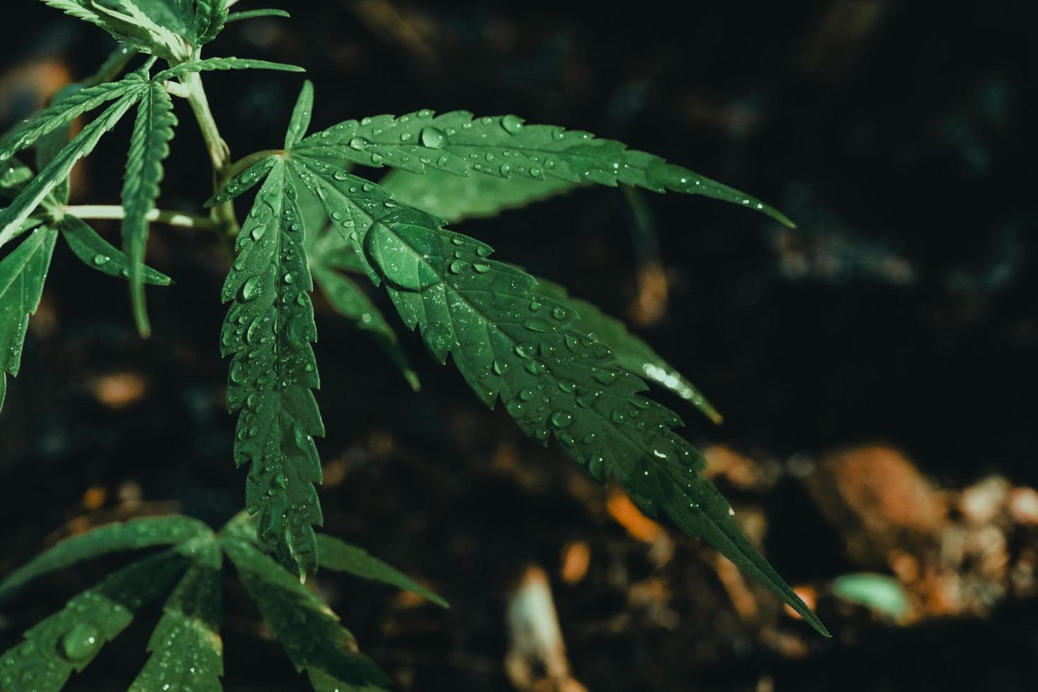 cannabis weed.it est utilisé pour traiter la dépression et aider à détendre l'esprit. concept de médecine alternative à base de plantes, huile de cbd, industrie pharmaceutique guérit diverses maladies. photo