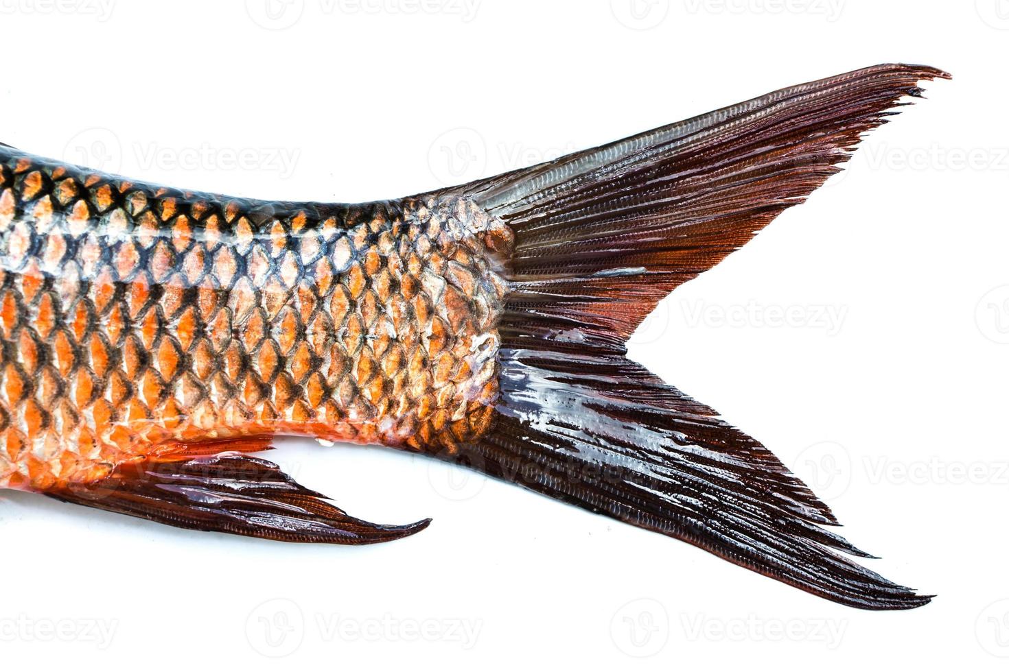 poisson queue isolé sur fond blanc photo
