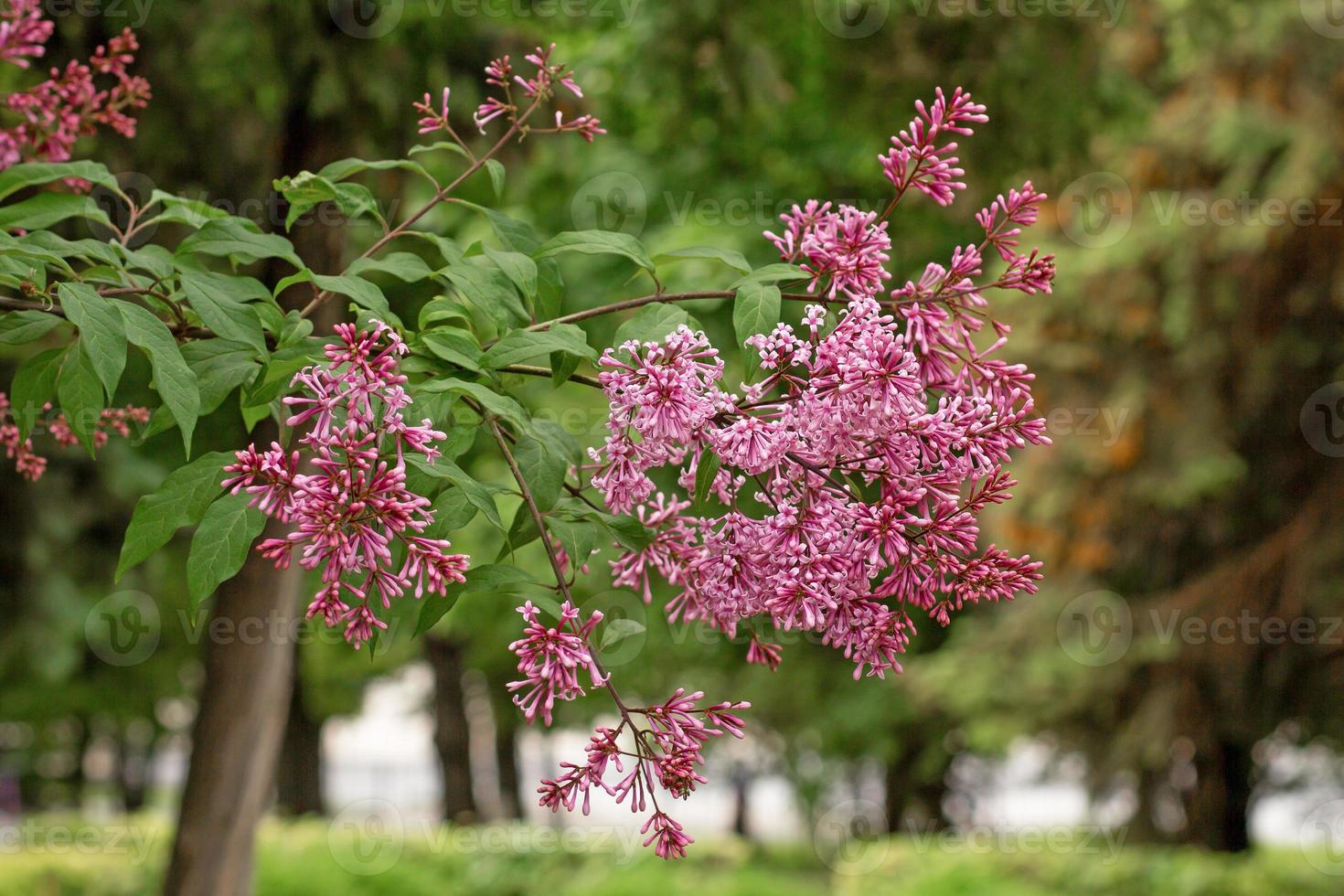 fleur de lilas sur une branche photo