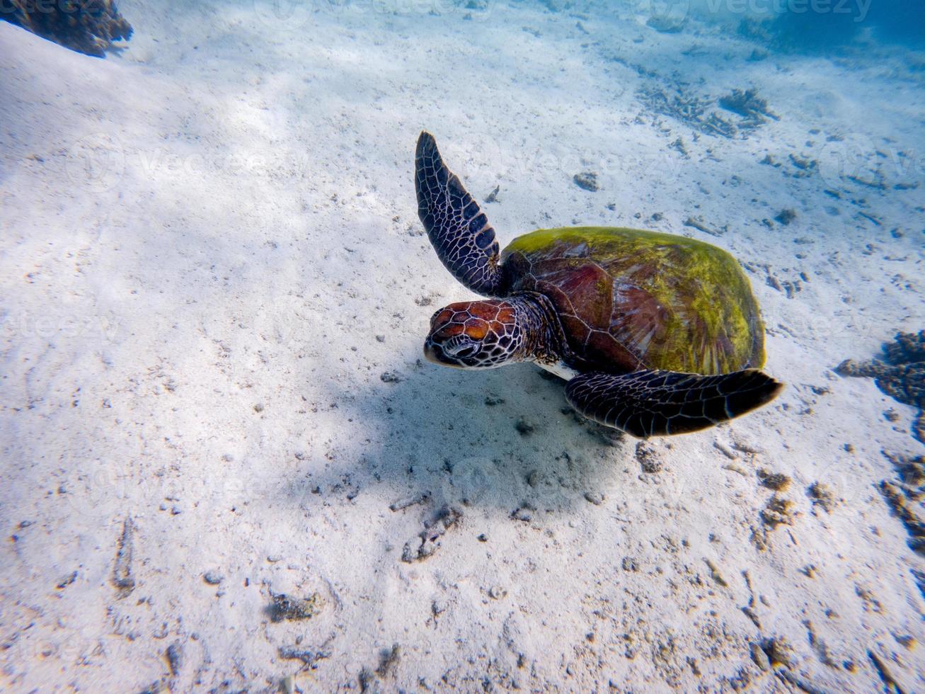 photos sous-marines de tortues vertes