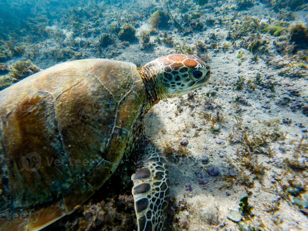 photos sous-marines de tortues vertes