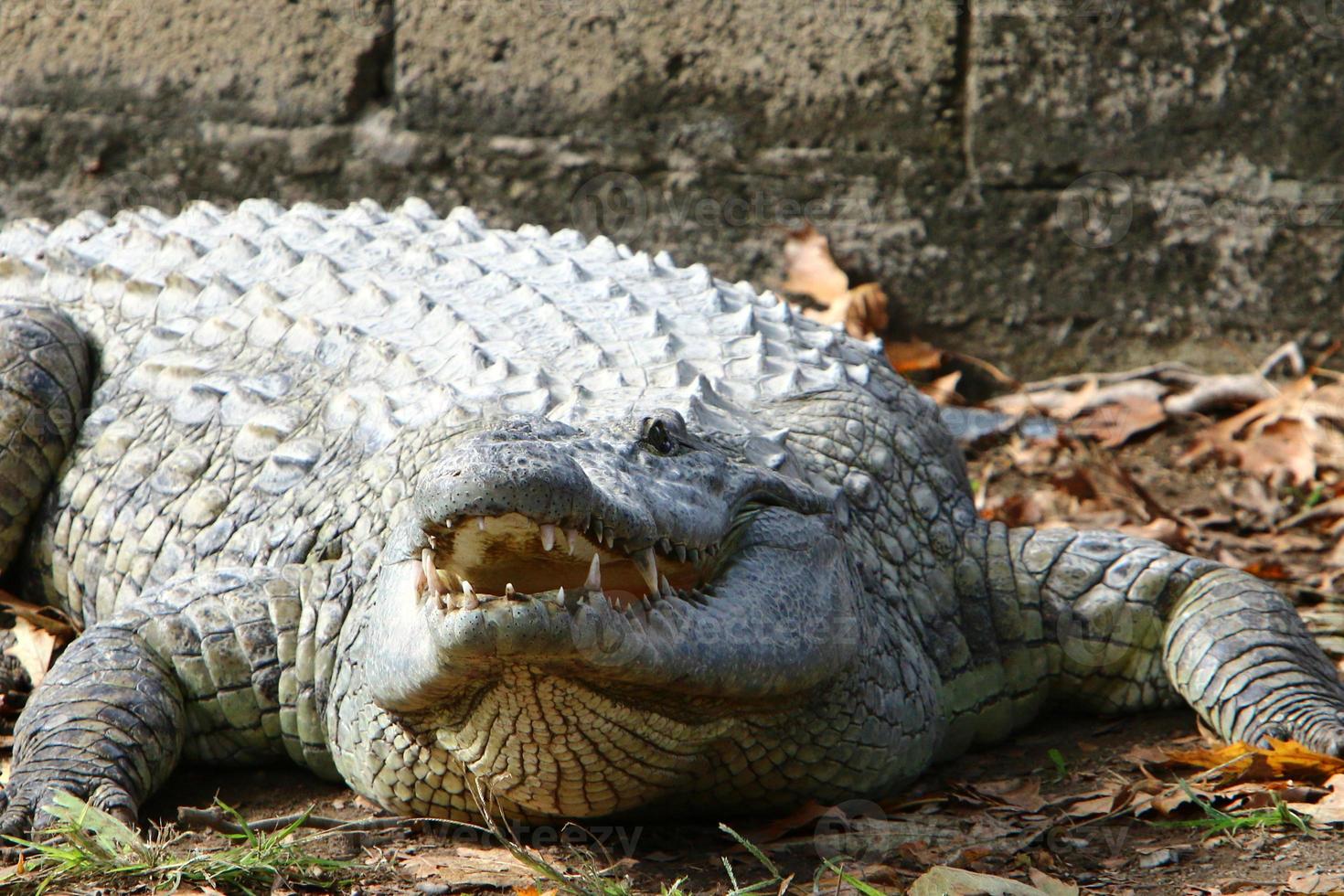 grands crocodiles dans la réserve naturelle de hamat - gader dans le nord d'israël photo