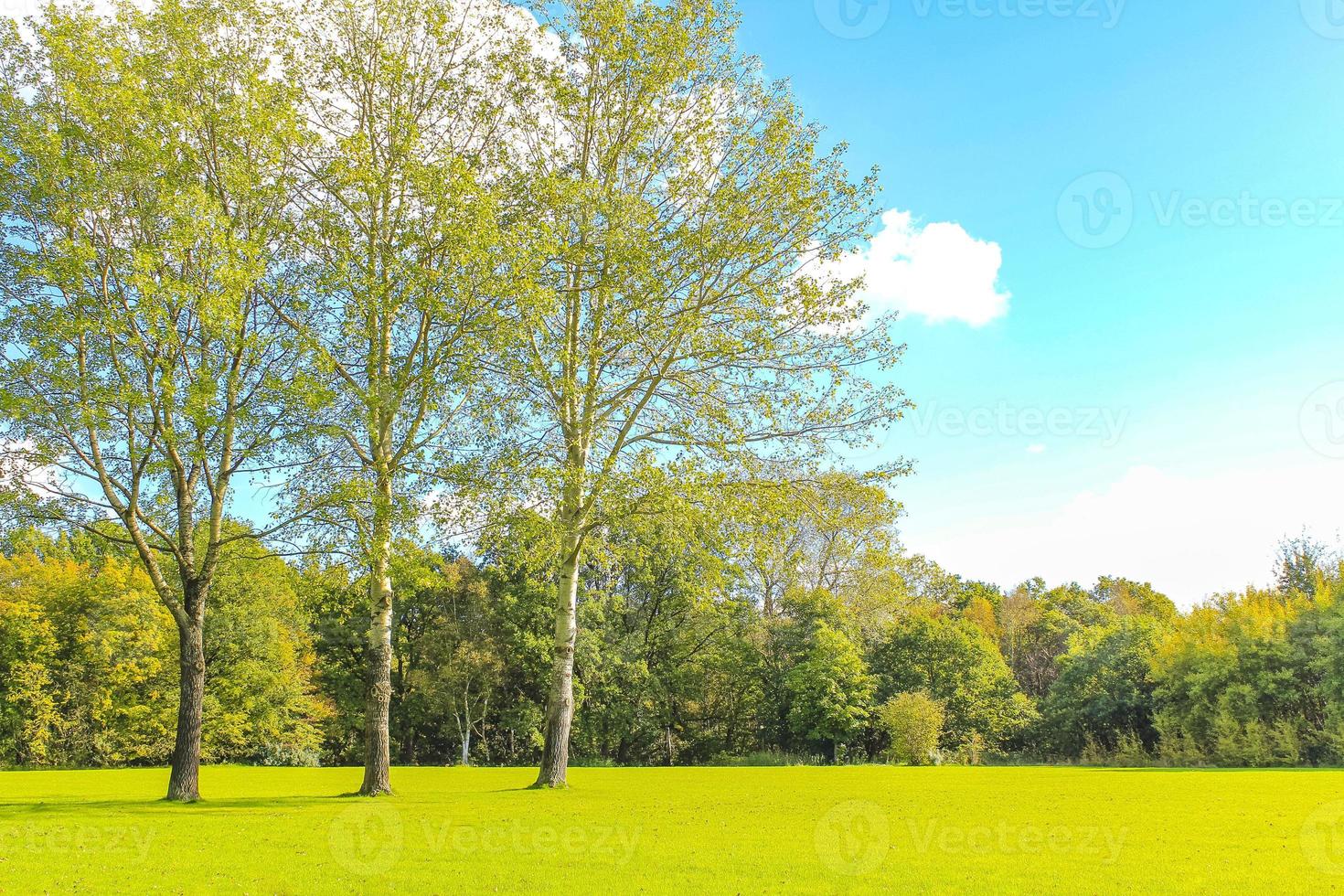 panorama naturel vue journée ensoleillée plantes vertes arbres forêt allemagne. photo