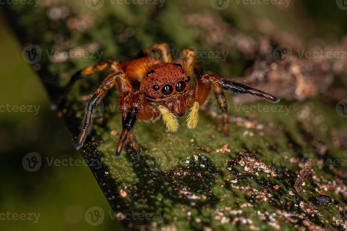 petite araignée sauteuse photo