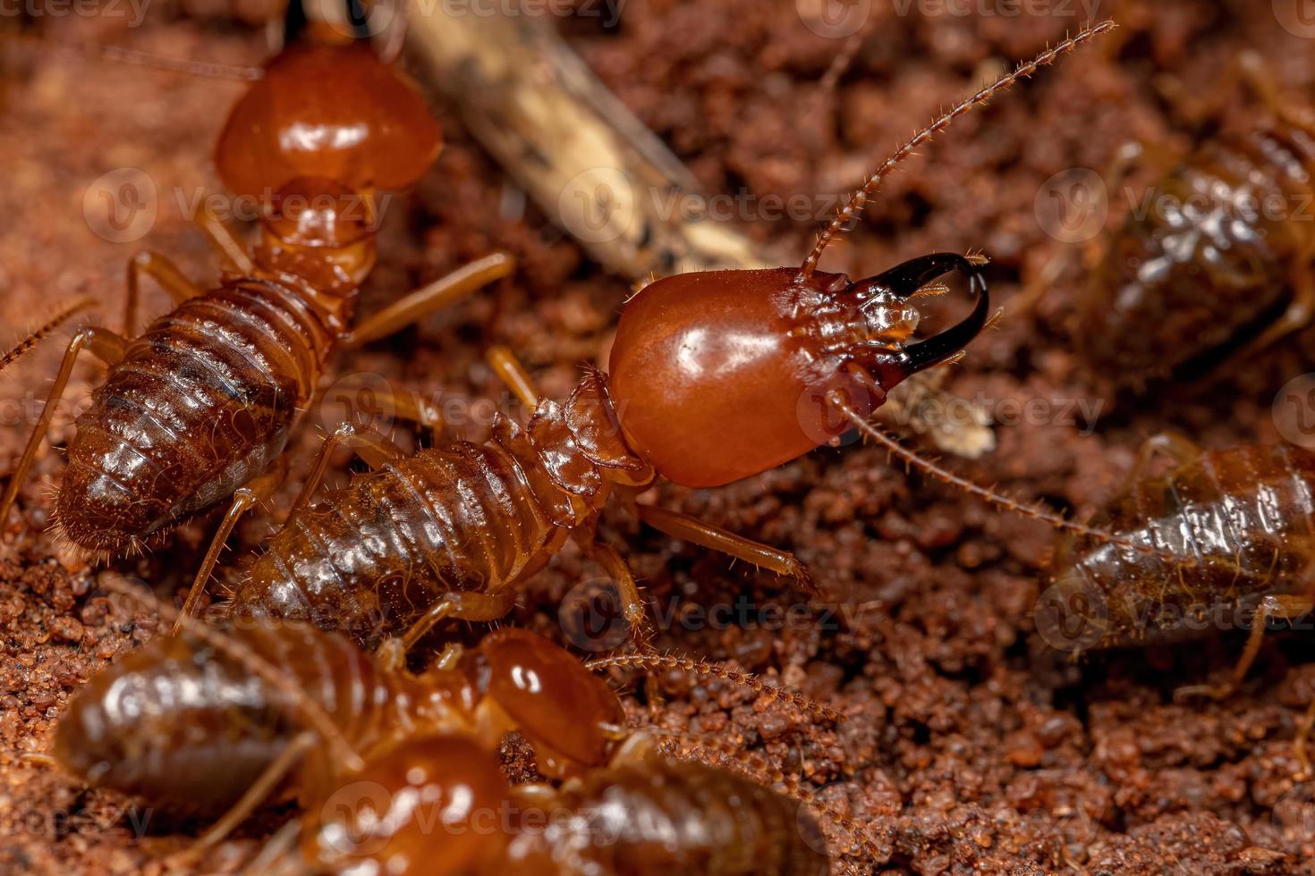 termites à museau adulte photo