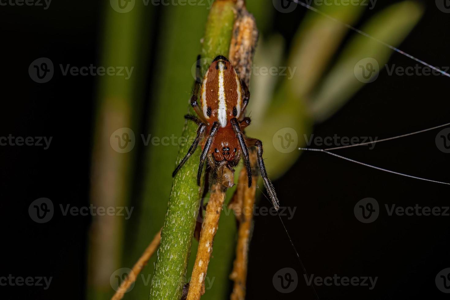 Araignée orbweaver typique adulte photo