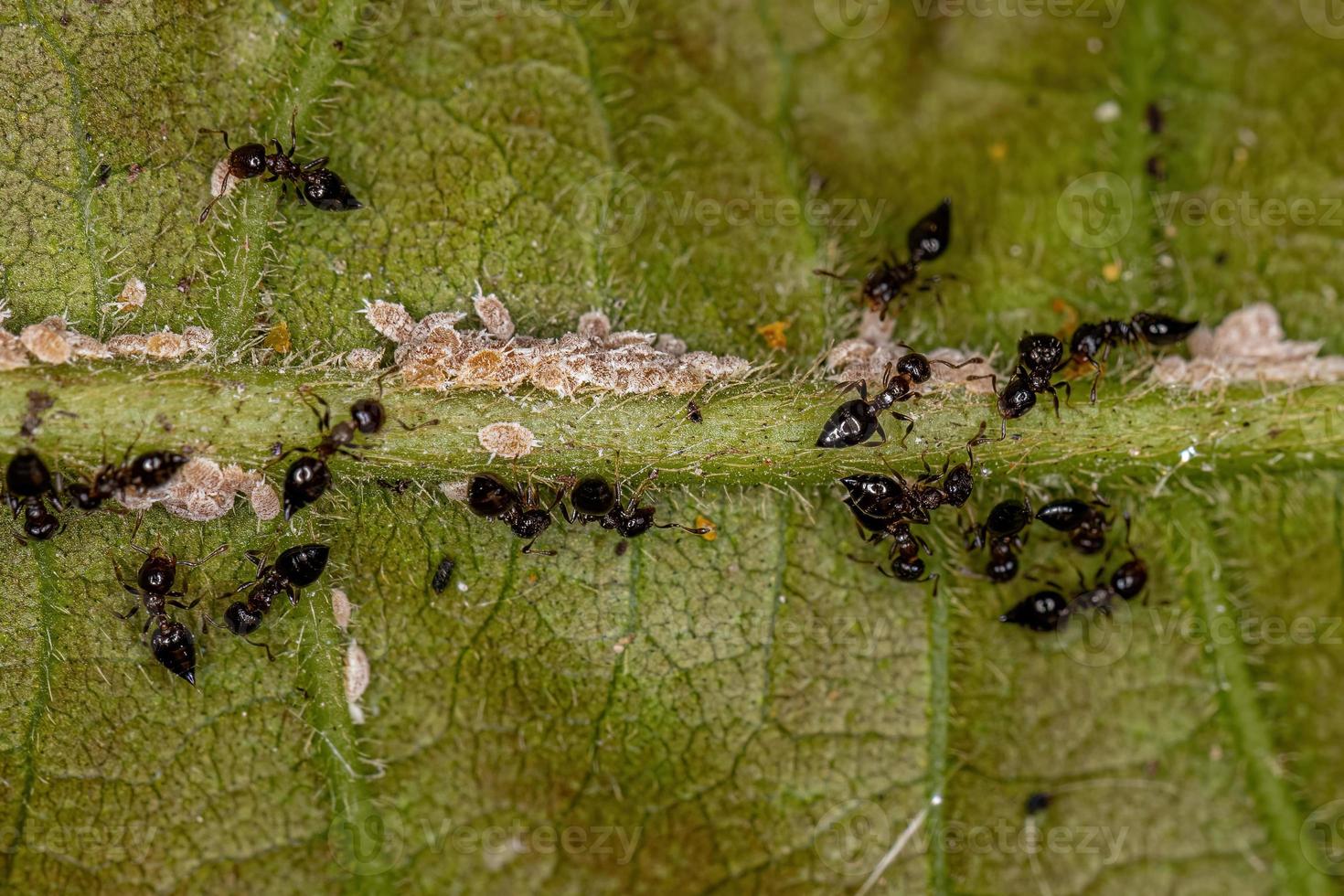 Fourmis cocktail ailées femelles adultes avec de petits insectes cochenilles photo