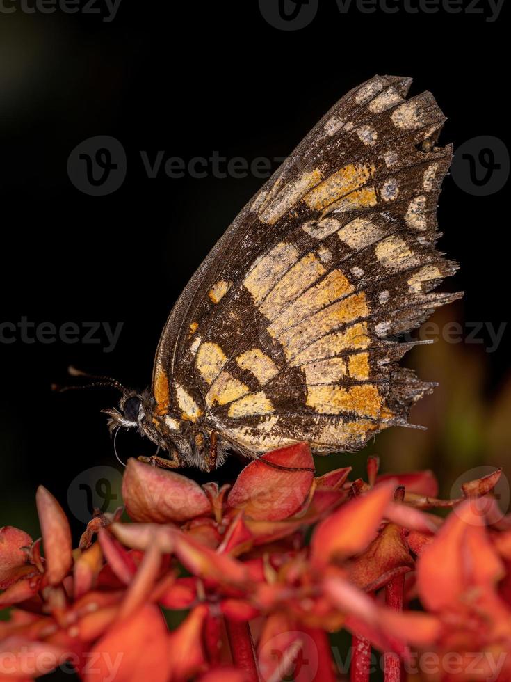 papillon patch bordé adultes photo