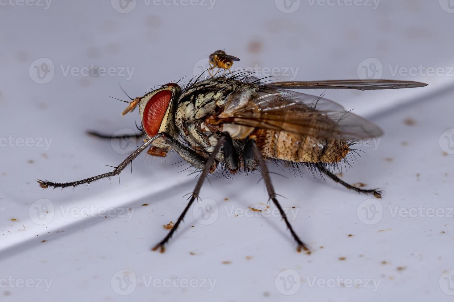 mouche à poils adulte photo